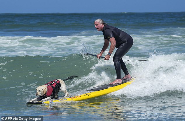 The human and dog tandem category allowed owner's to get a taste of the action. Rippin' Rosie and her owner Steve Drottar competing together