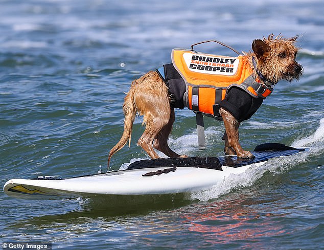 Paw-fect balance: Bradley 'Shortboard' Cooper looks effortless while surfing to shore