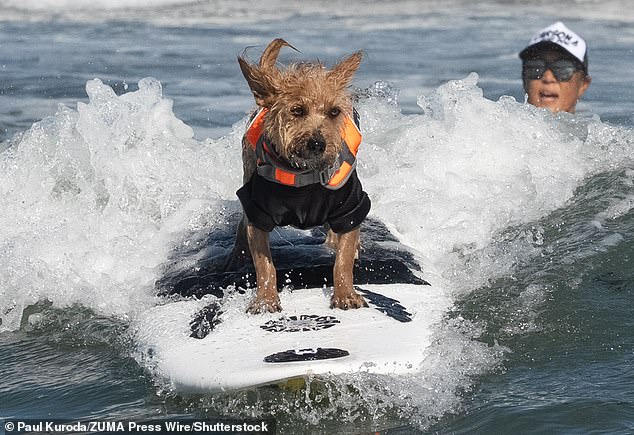 Bradley 'Shortboard' Cooper starts his run. The pooch won the small dog category at the event