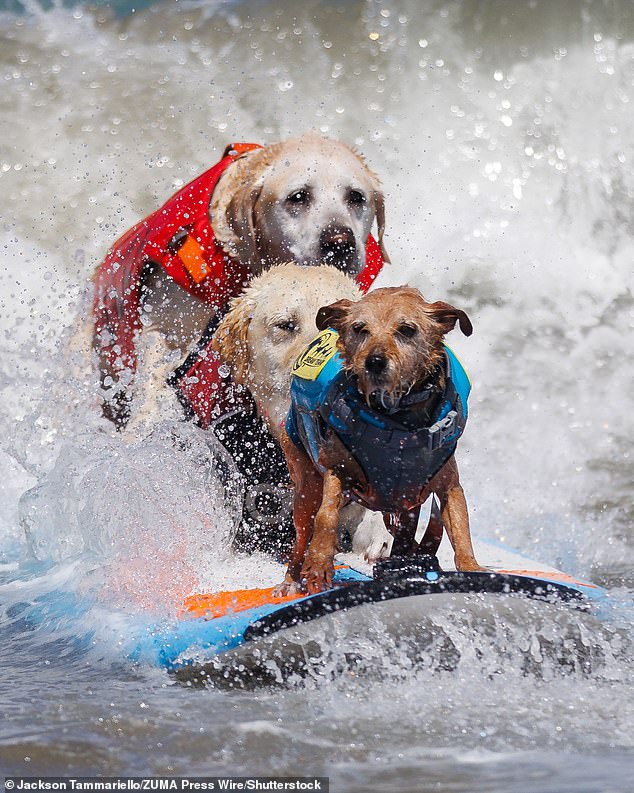 Surf's up! Pooches take to their boards for World Dog Surfing Championships