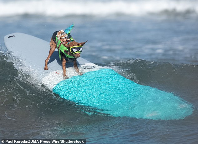 Rusty the dog looks super stylish wearing goggles while catching a wave during the an event