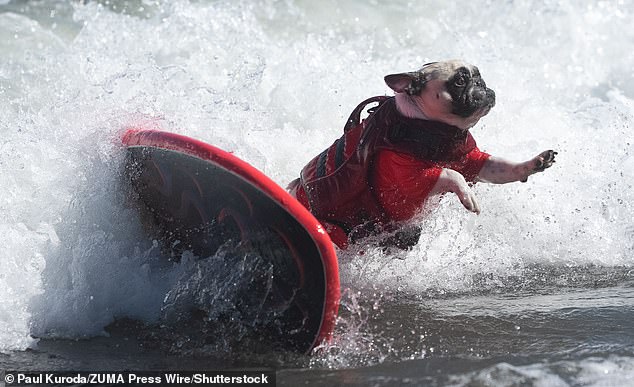 A bulldog wearing a red wetsuit and life-jacket bails of a matching surfboard as the wave reaches shore