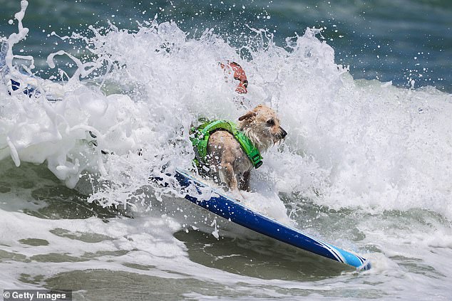 Ruff waters: the crest of a wave comes crashing around a dog as it calmly surfs away