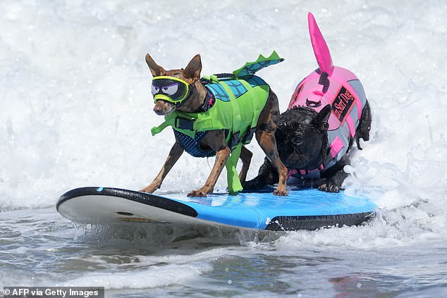 Rusty and French Bulldog, Iza, a five year competition veteran take part in the tandem category which they went on to win