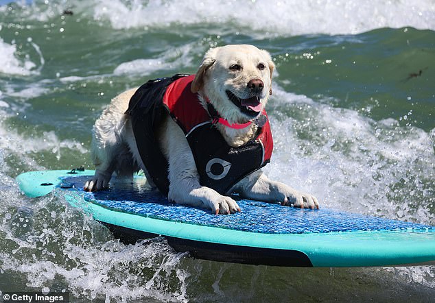 Labrador, Rippin' Rosie, looks overjoyed while competing in the World Dog Surfing Championships