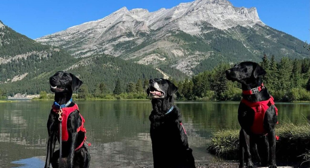 Do-Good Doggies Fight Invasive Mussels on Team ‘Conservation Canines’