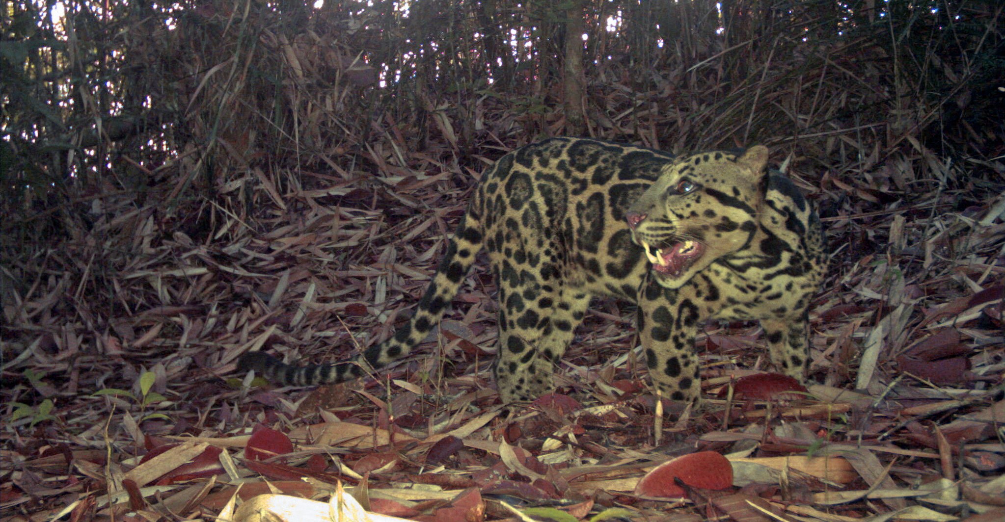 New Images Capture the Oldest-Known Sunda Clouded Leopard–an 8-yo Huntress with All Her Teeth