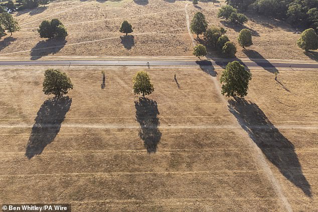 A cyclist is surrounded by brown grass which has gone dry in the drought-like conditions in Richmond Park, London