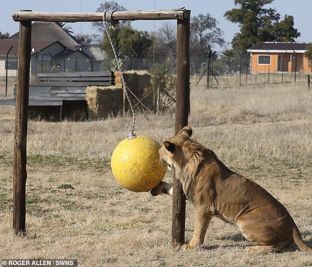 Ori plays with a ball in Africa