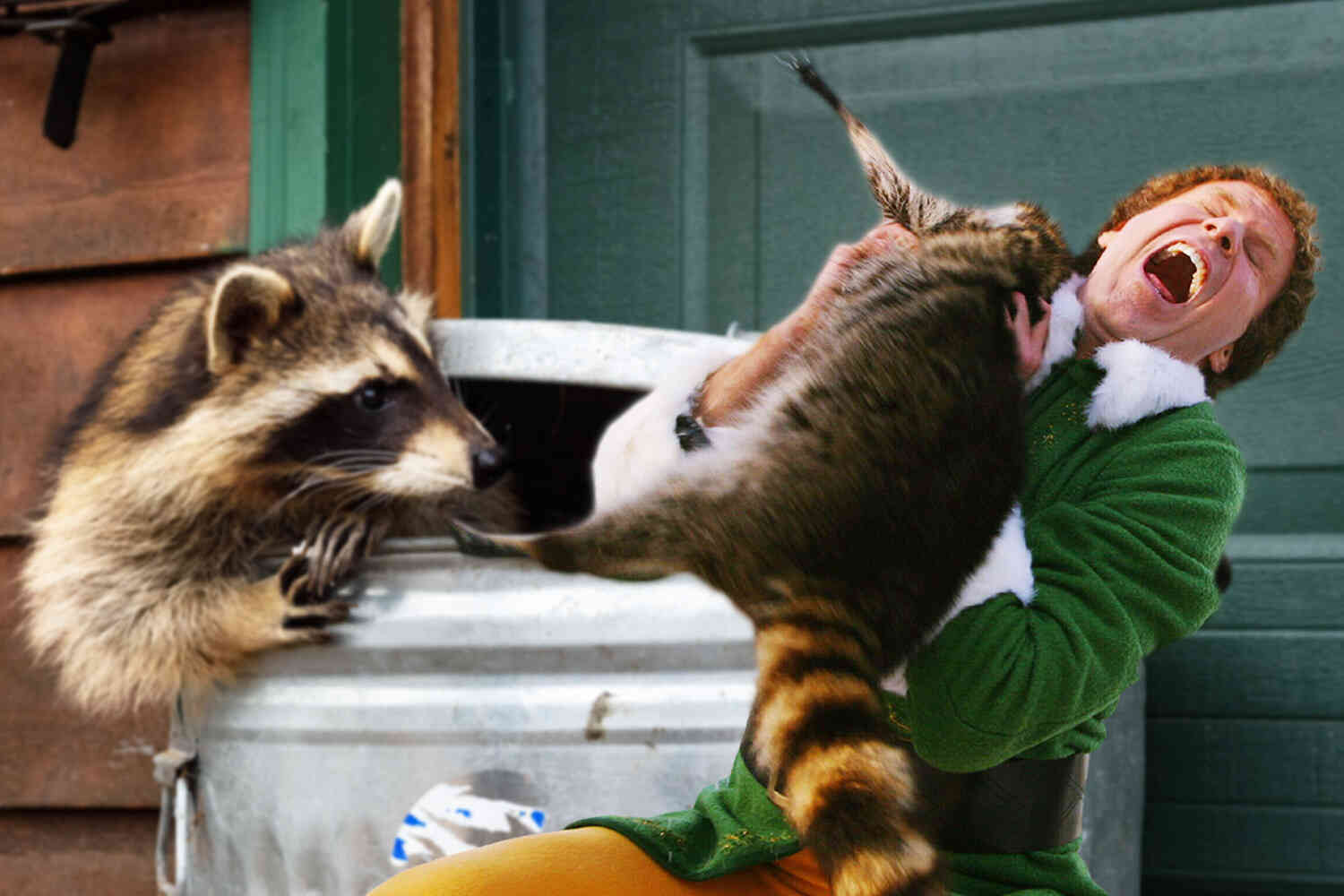 Thumbnail for Tennessee makes it easier to own trash pandas as pets