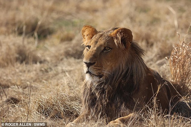 The lions had fallen victim to the growing trend of keeping exotic animals as trophy pets featured in social media posts to gain profile and even generate earnings by using them as business marketing tools
