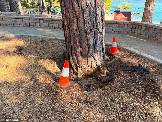 Officials estimate the repeated poisonings have caused more than $300,000 in damage, with many of the mature lakeside pines considered nearly irreplaceable
