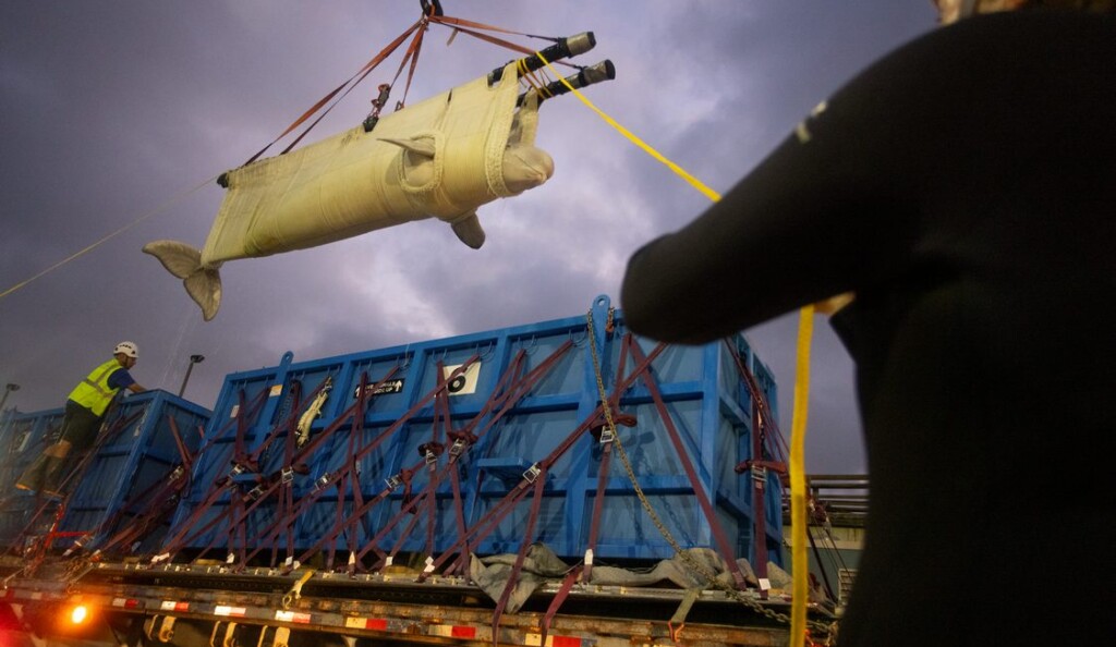 SeaWorld Completes Largest Captive Whale Transportation Operation in Nation’s History