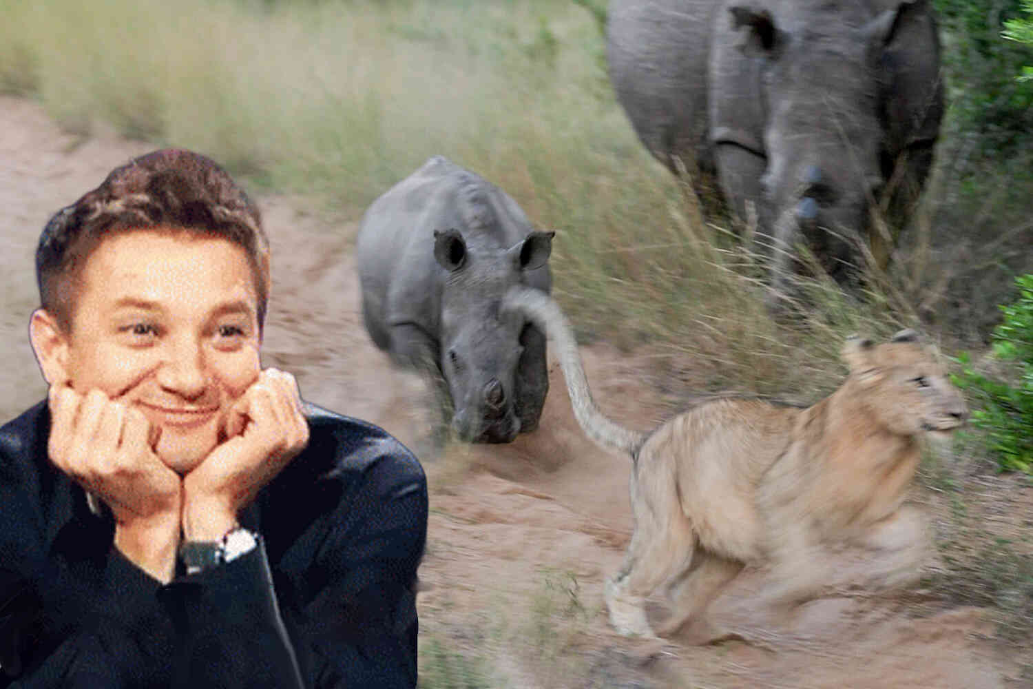 Timeline Cleanse: Watch this baby rhino show a pride of lions who the real king of the jungle is