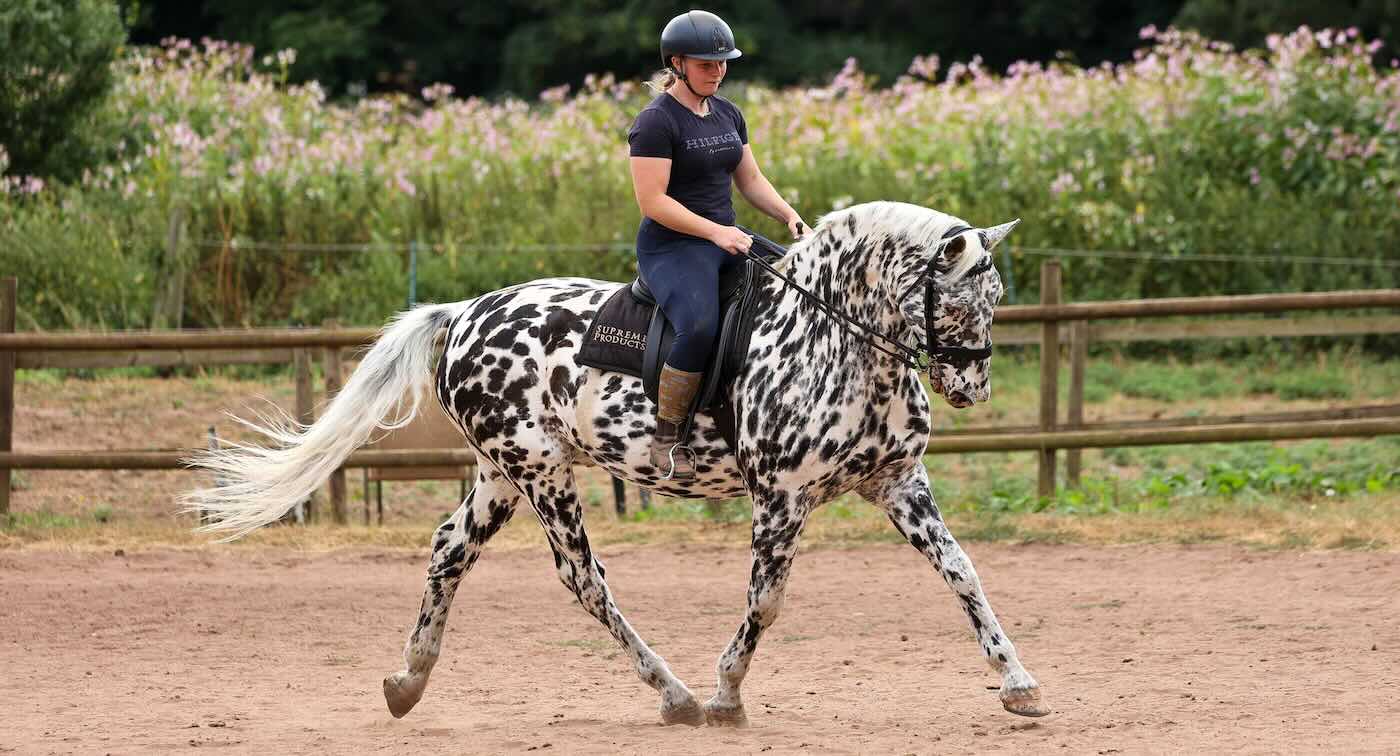 Blind Dressage Horse Wins Competitions By Using ‘Equine Braille’