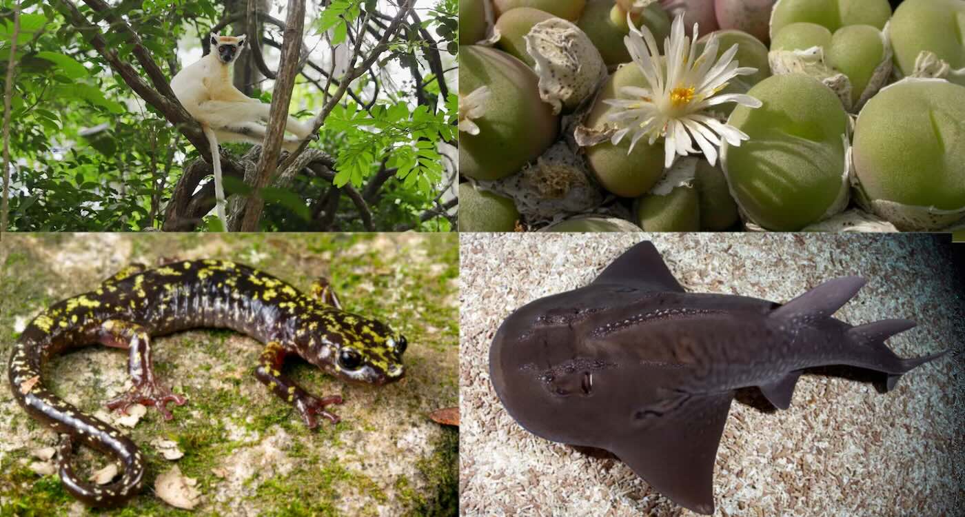 Leo DiCaprio Launches $200M Project to Bring 100 Most Threatened Species Back From the Brink