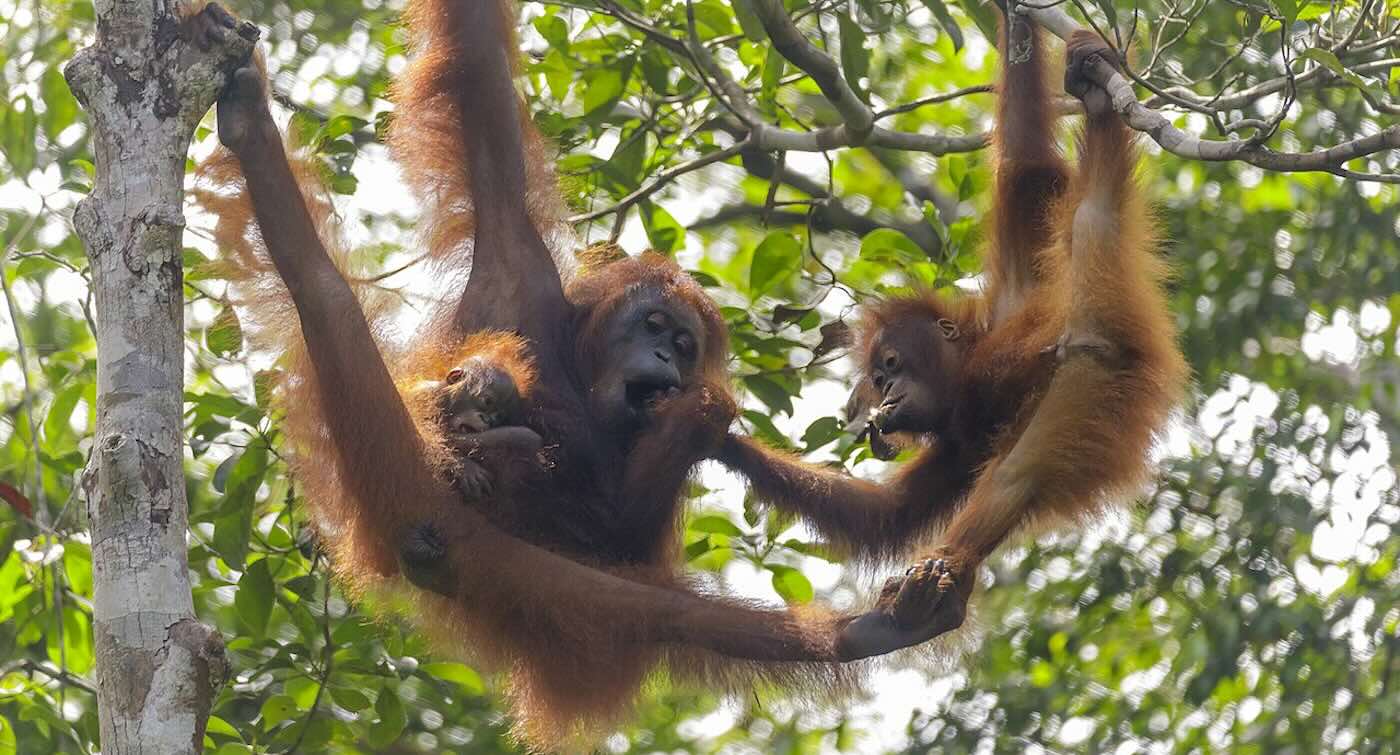 Rescued Orangutans Released Into Isolated Forest Are Now Raising Babies, Creating New Wild Population