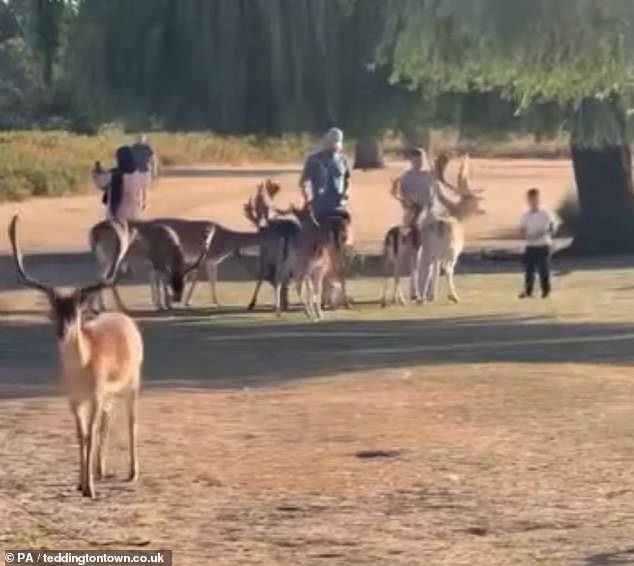 Outrage as stag is shot dead in Richmond Park after injuring man in his 60s while 'looking for food' - after visitors ignored warnings to keep their distance from the wild animals