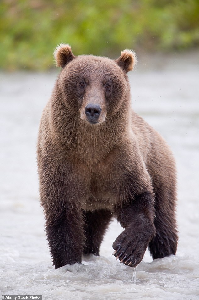 The North Face athlete deployed bear spray during the attack before making her way back to the trailhead alone