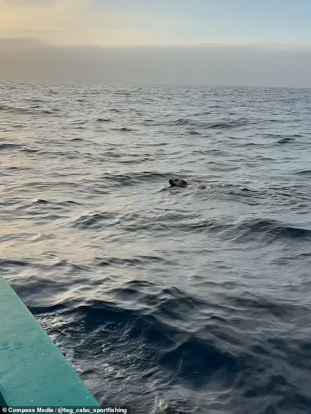 The ultimate doggy paddle: Stunned fishermen find pooch swimming in the ocean