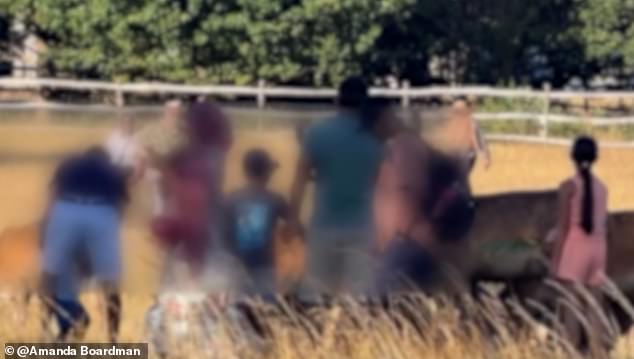 Parkgoers were seen crowding the young bucks in July and even stroking them