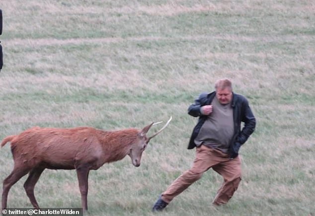 A photo from a previous incident shows a man dashing away from a set of stag's antlers in Richmond Park, south west London