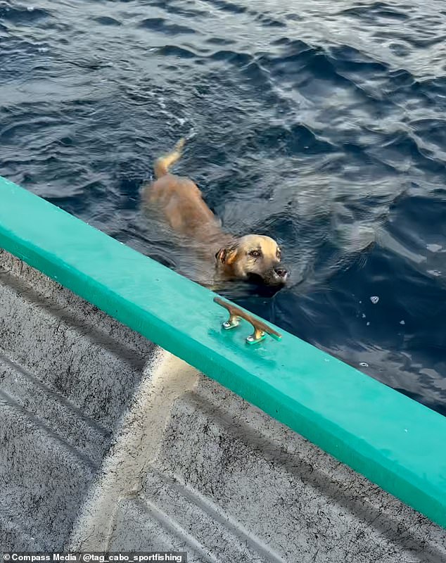 The 'completely lost' dog wore no collar or harness and was seen paddling away from the beach in the deep ocean among the waves about a mile from shore