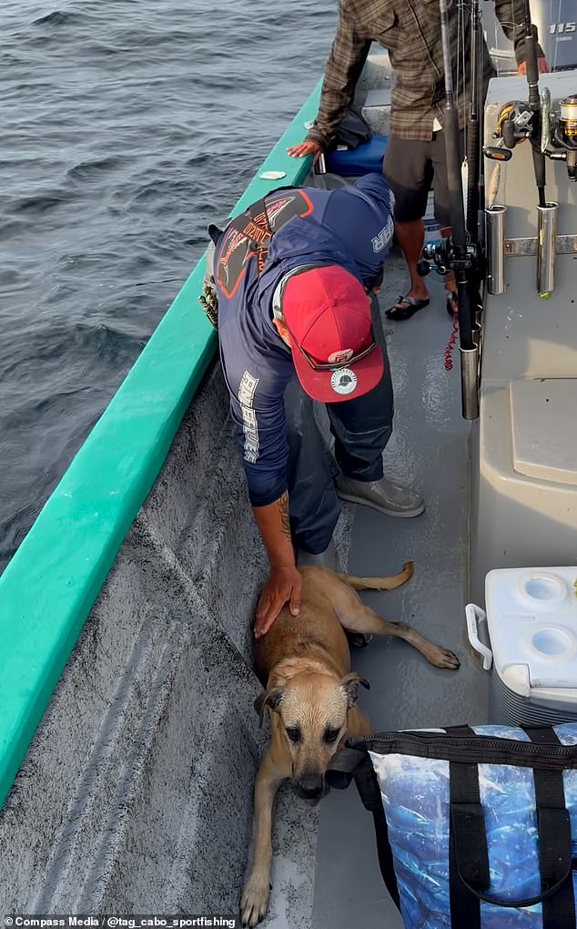 The exhausted dog relaxed on board and was given fresh water and food, where it shortly after returned to its happy self
