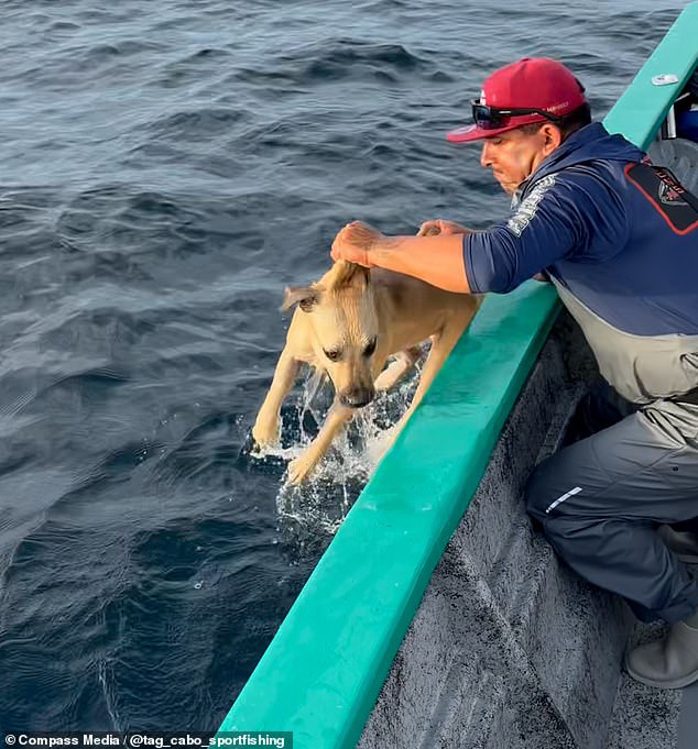 Stopping the boat, the captain ushered the dog to come closer and pulled him up aboard to safety