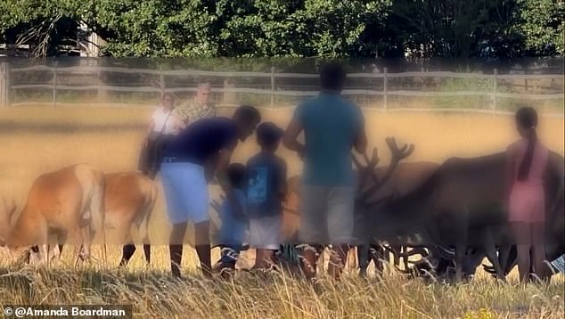 One man even stretches out a little boy's hand in footage from July so he can pet an animal on its head