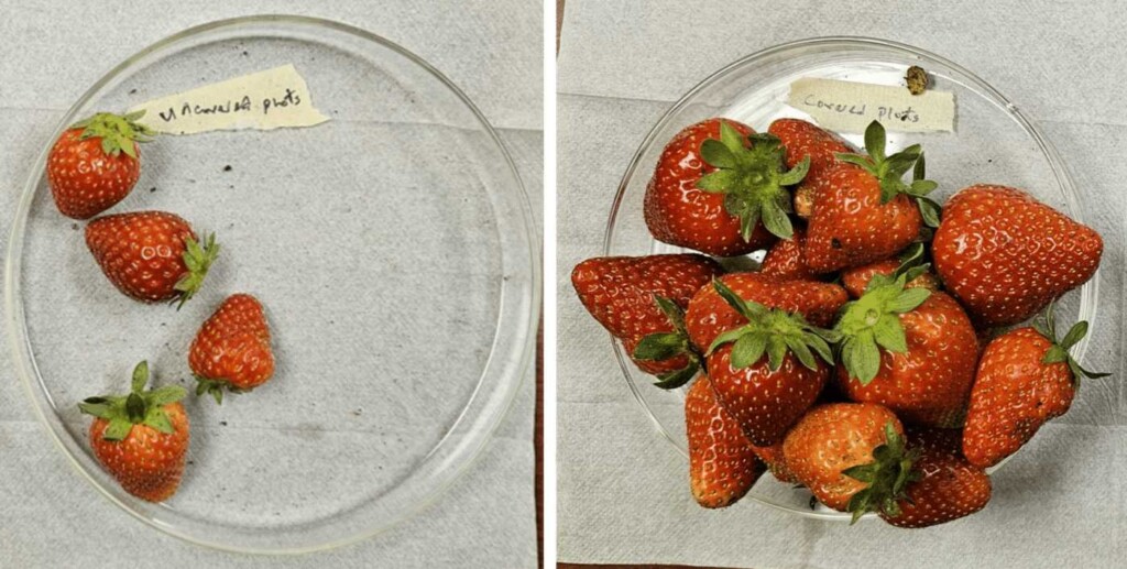 Drape Some ‘Plant Armor’ Fabric Over a Strawberry Patch to Triple Yields with Less Pesticides