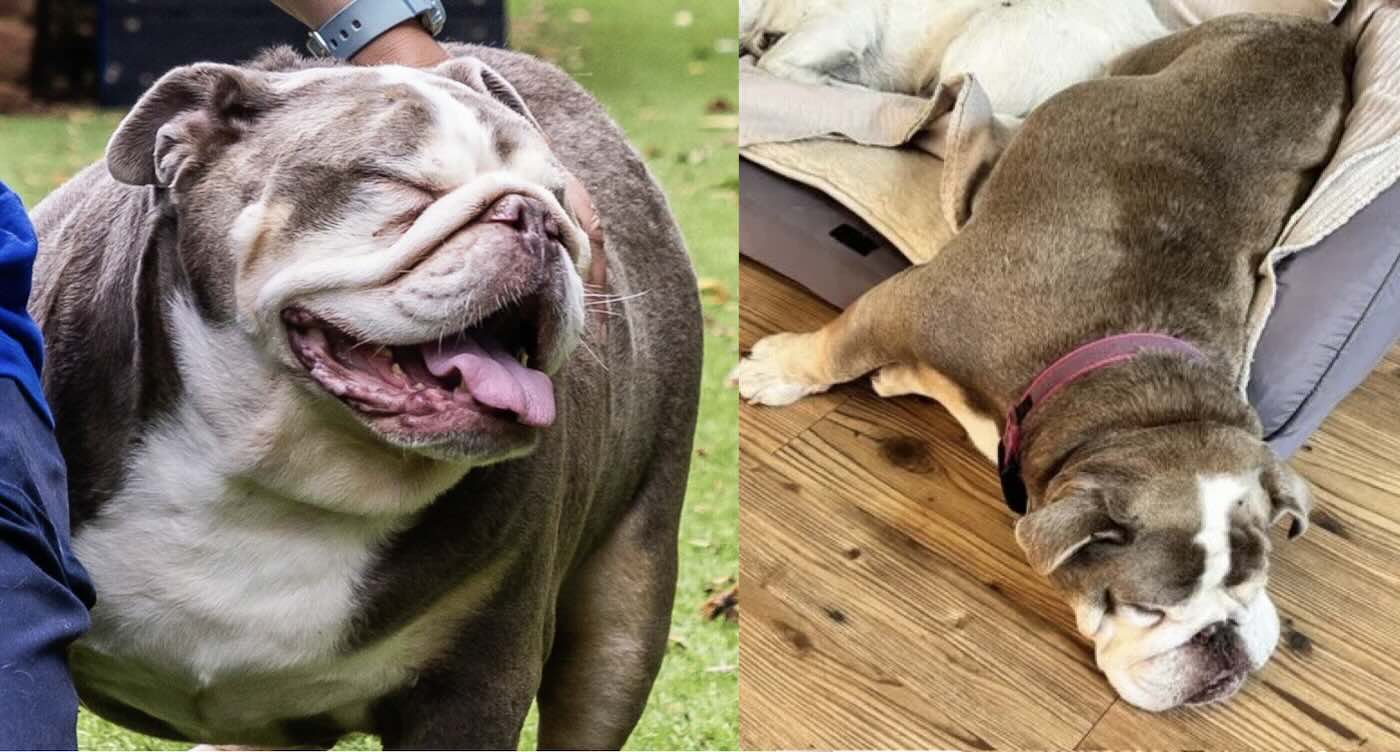 Massive 70lb Dog the Size of Baby Hippo Sheds Pounds and Gets New Home