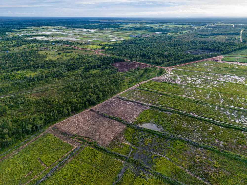 ‘World’s Largest Deforestation Project’ Halted Early, Saving Potentially 4 Million Acres