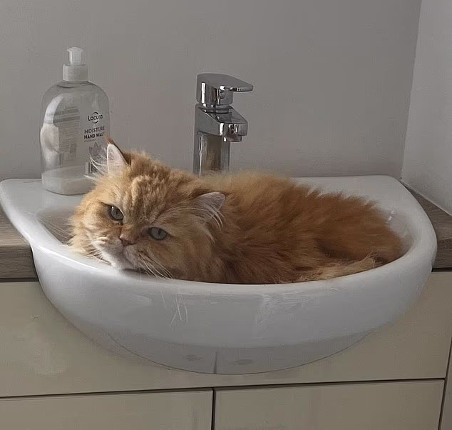 Handsome Felix was lured to a horrifically violent end, part of a deeply disturbing pattern that is being fuelled by a sick thirst for social media likes...This key change could help stop the depravity