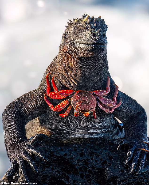 Sight of the iguana: Lizard cuts a dash and strikes a pose while wearing a wandering crab like a bowtie