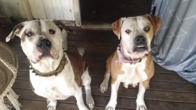 Dogs that mauled Brisbane jogger are spared being put down as council seeks tougher punishment for owner