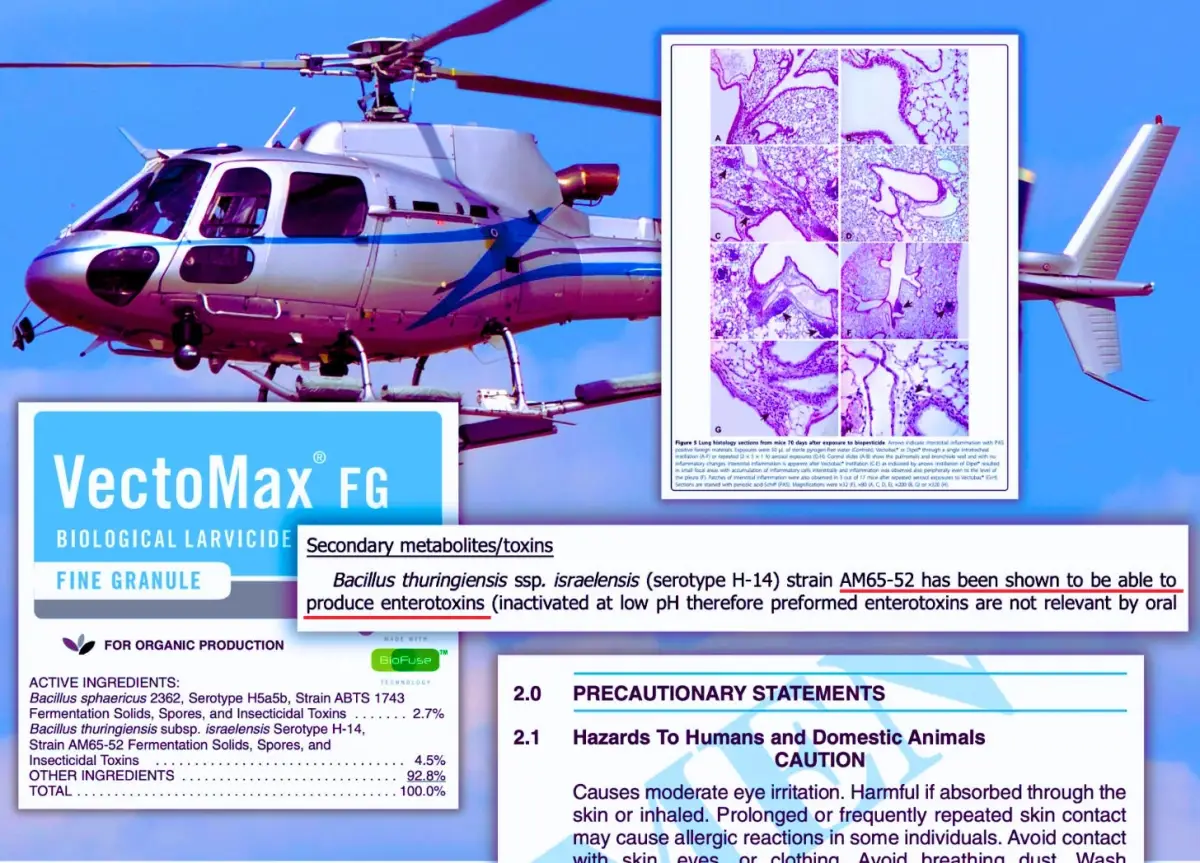 Investigative graphic combining San Diego County's helicopter mosquito-control program with VectoMax FG's EPA-registered label, a 2010 study documenting persistent lung inflammation in mice exposed to related bacterial pesticide aerosols, and a 2020 European Food Safety Authority finding that the bacterial strain AM65-52 can produce enterotoxins. The manufacturer also warns that VectoMax FG is harmful if inhaled.