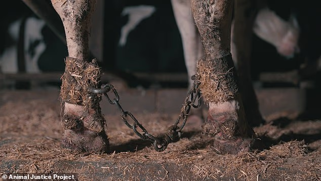 The Animal Justice Project has exposed how dairy cows have their hooves chained