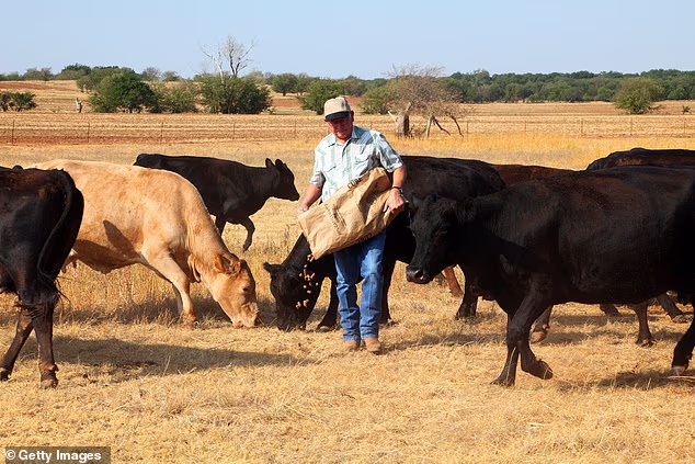Oklahoma ranchers rage at Trump for ruining their livelihoods by making South American beef cheaper to buy... with Democrat gubernatorial candidate now surging in deep red state