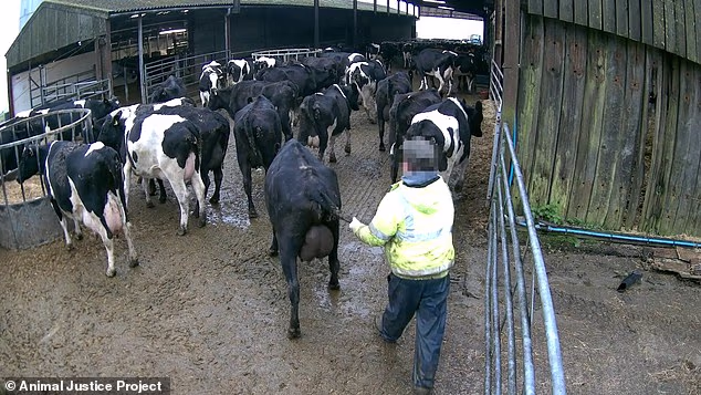 The highest number of potential breaches was recorded at a family-run farm also called Longlands, in Derbyshire, including a malnourished cow who went 31 hours without water