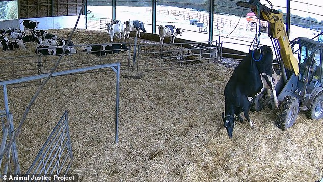 Sickening footage shows one helpless cow being hoisted by its hips