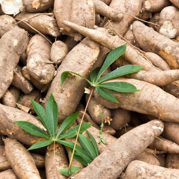 Consumer Reports finds high levels of LEAD in cassava products