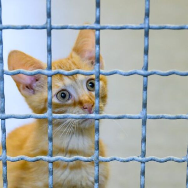 'Orwellian' -- Rand Paul Festivus Report Shows Feds Spent Millions Torturing Cats