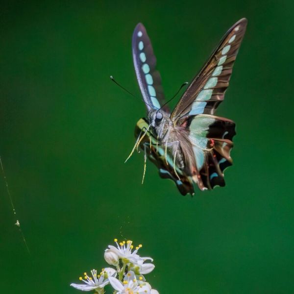 'Like telekinetic superheroes': 'Electric butterflies' create a charge so strong they can pull pollen through the air