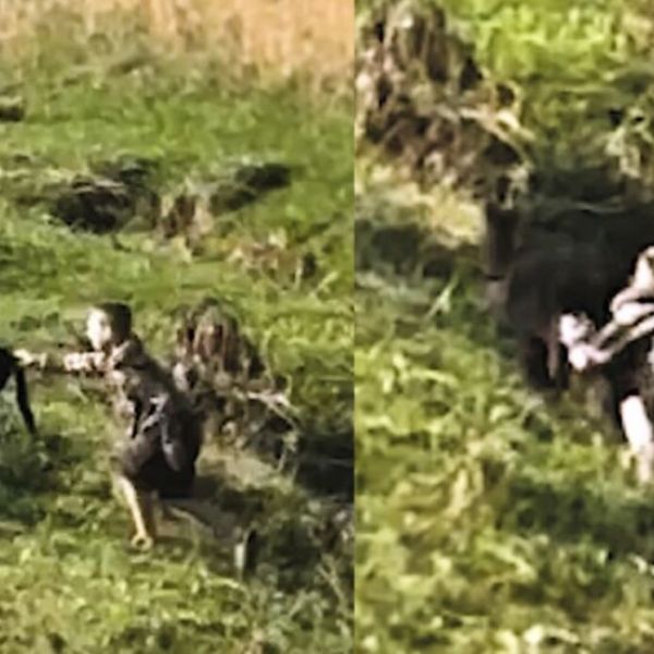 9-Year-old Begs His Mom to Drive Back After Seeing Frantic Cow–Then Saves a Calf He Found in Ditch