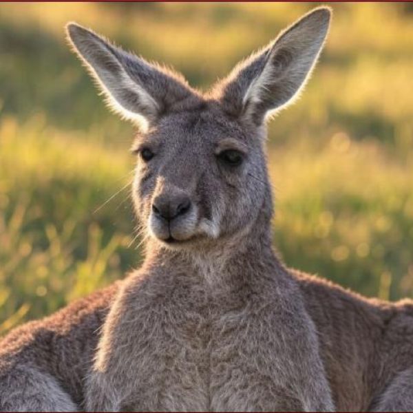Is Australia Set to Become a Security Threat for the United States?