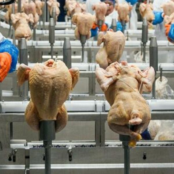 USDA Withdraws Proposed Rule To Limit Salmonella In Raw Poultry