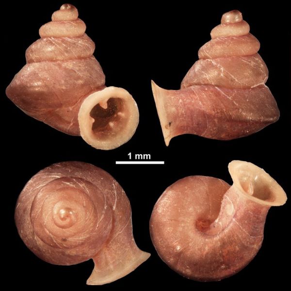 Tiny New Species of Snail with Unusual ‘Cubist’ Shell Named After Pablo Picasso