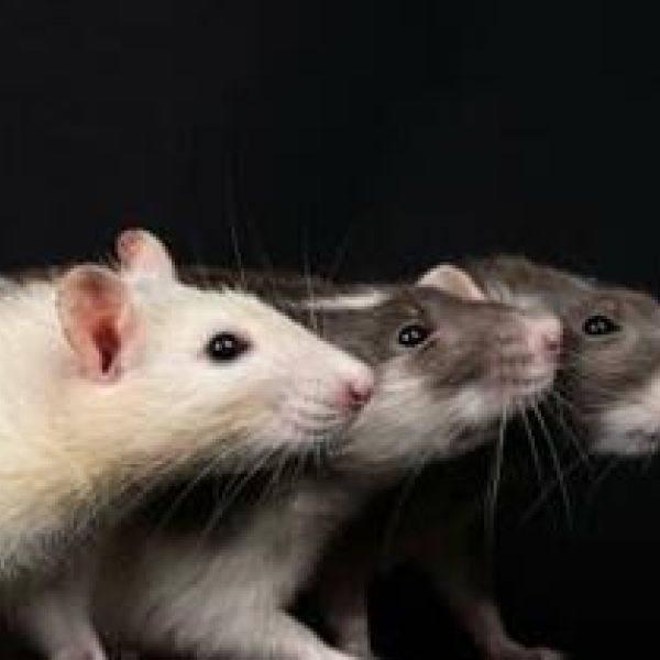 Rat Infestation Disrupts UK Nuclear Plant Construction