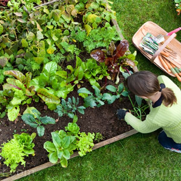 Cultivating a greener future: The timeless wisdom of Carla Emery’s “Growing Your Own Vegetables”